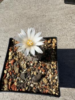 Turbinicarpus heliae